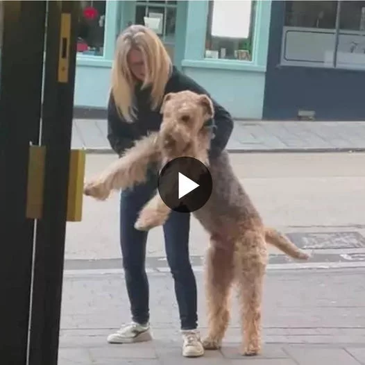 A Joyful and Persistent Pup: The Charming Story of a Dog Eager to Enter the Pub